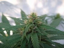 Haze #1