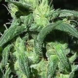 Sterling Haze