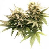 Masterkush