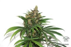 Masterkush
