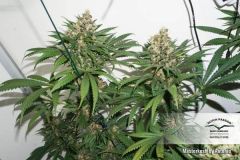 Masterkush