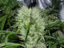 Orange Bud