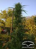 Passion #1