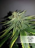 Durban Poison