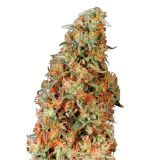 Power Plant