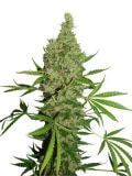 White Widow x The Ultimate