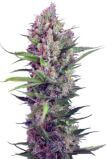 Cream Mandarine Fast Version
