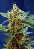 Cream Mandarine Fast Version