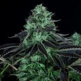 Dark Star