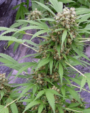 Early Skunk