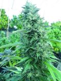i2 Bubba OG