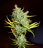 Mango Haze