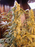 Mango Widow
