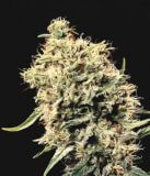 Medicine Man