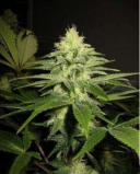 NL5 x Skunk