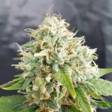 Little Stilton Auto