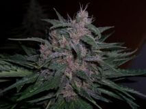 BC Blueberry