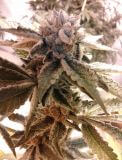 BC Kush