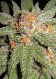 Dynamite OG