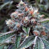 Fire OG BX3