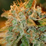 Apollo 13 Indica