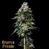 Kosher Kush