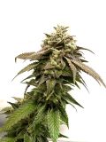 Kosher Kush