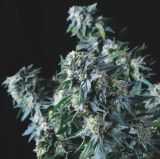 Amnesia Gold