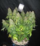 Auto Tutankhamon