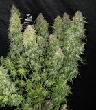 Auto Tutankhamon