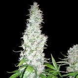 Hash Passion