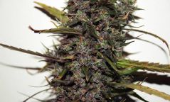 Hash Passion