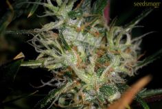 Hash Passion