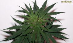 Narkush