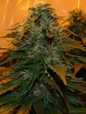 Northern Lights