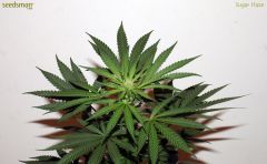 Sugar Haze