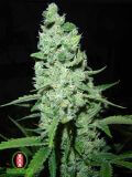 AK-47