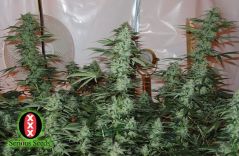 AK-47