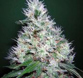 Bubble Gum
