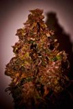 Himalaya Blue Diesel