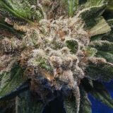 Burmese Kush