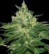 Afghan Kush