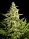 Auto White Widow