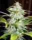 Automatic Hindu Kush