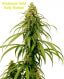 Early Durban