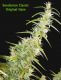 Original Haze