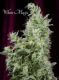 White Magic