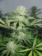 Cannalope Haze