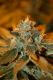 Cataract Kush