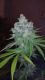 Kandy Kush x Skunk